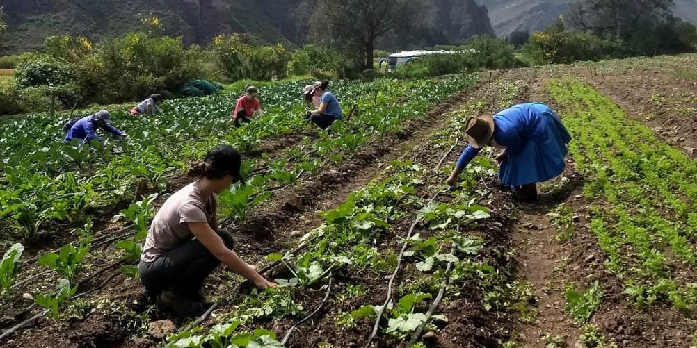 Organizaciones pedirán segunda etapa del Fae-Agro para 1.5 millones de agricultores