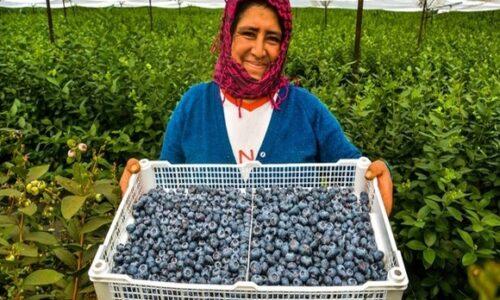 El acceso al mercado de arándanos de Perú a Israel está cada vez más cerca