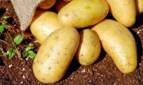 Hoy, 30 de mayo, es el Día Nacional de la Patata en Perú.