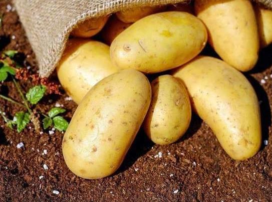Hoy, 30 de mayo, es el Día Nacional de la Patata en Perú.