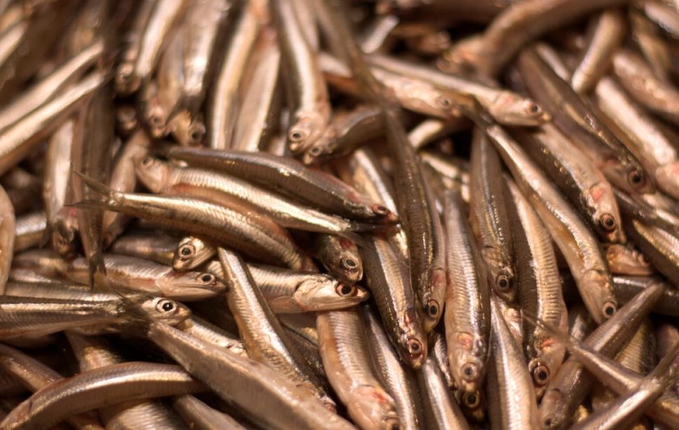 La cuota de Perú limita el suministro mundial de harina de pescado, dice IFFO
