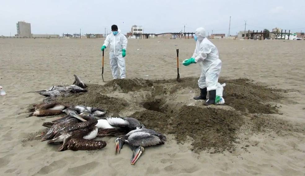 Gripe aviar mata a miles de pelícanos en Perú