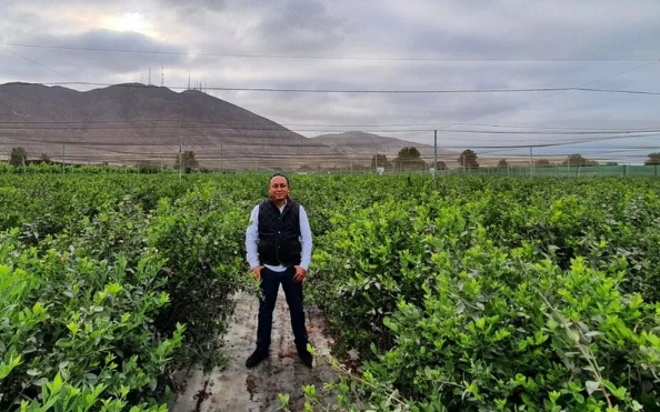 Álvaro Espinoza es uno de los primeros productores que comenzó a cultivar arándanos