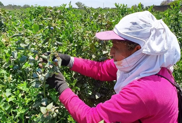 Peru exported more than $1.3bn worth of blueberries in 2022